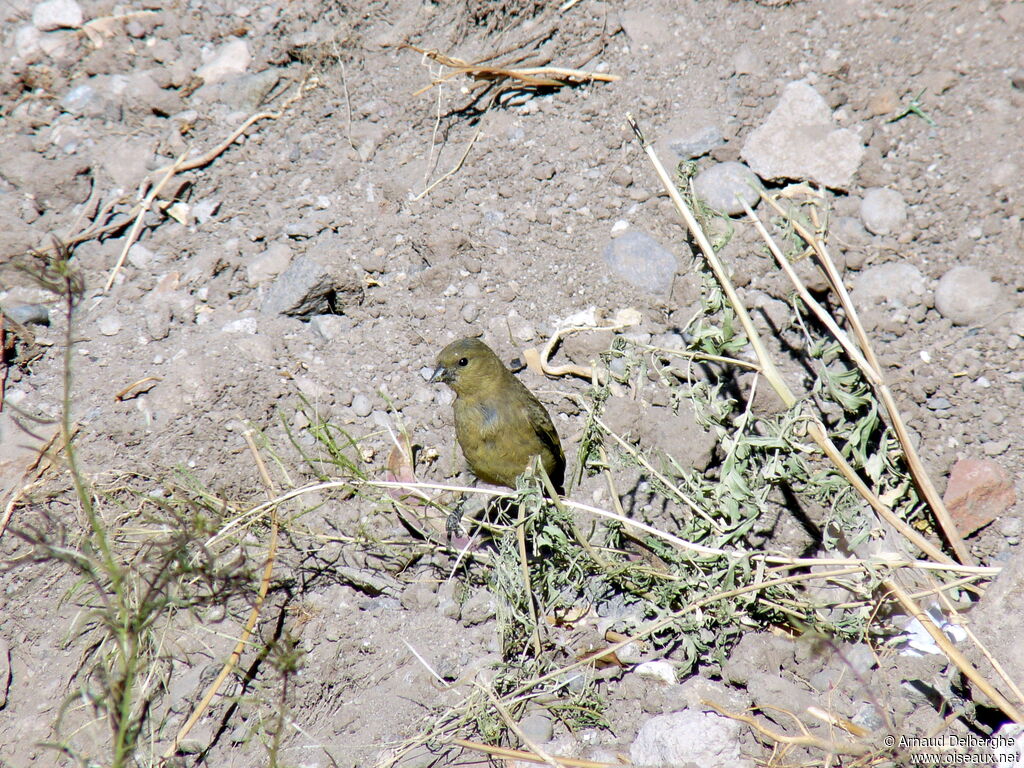 Hooded Siskin