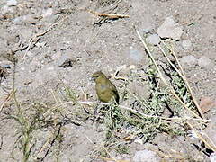 Hooded Siskin