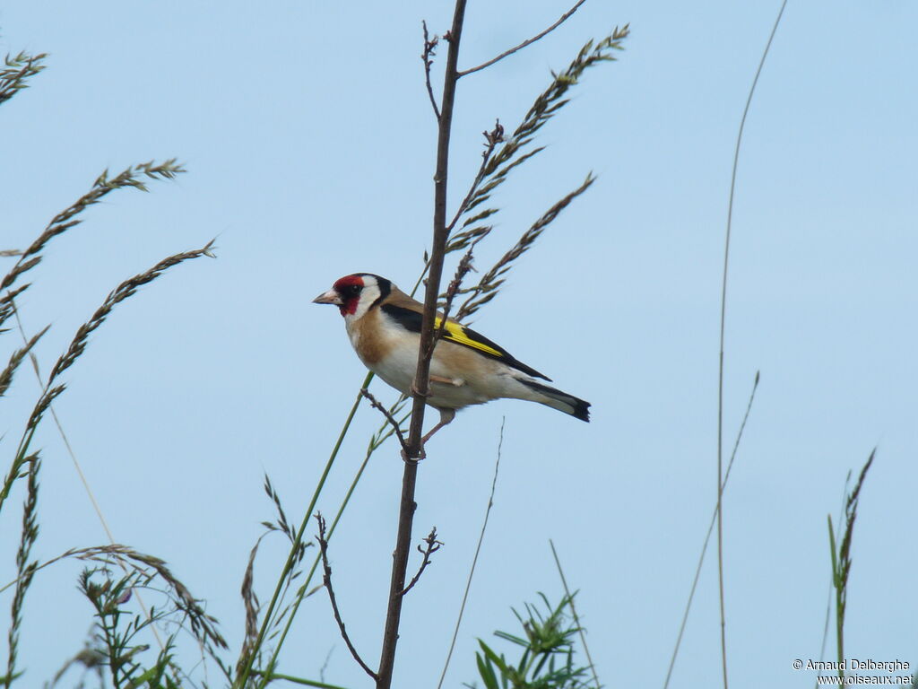 Chardonneret élégant