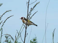 European Goldfinch