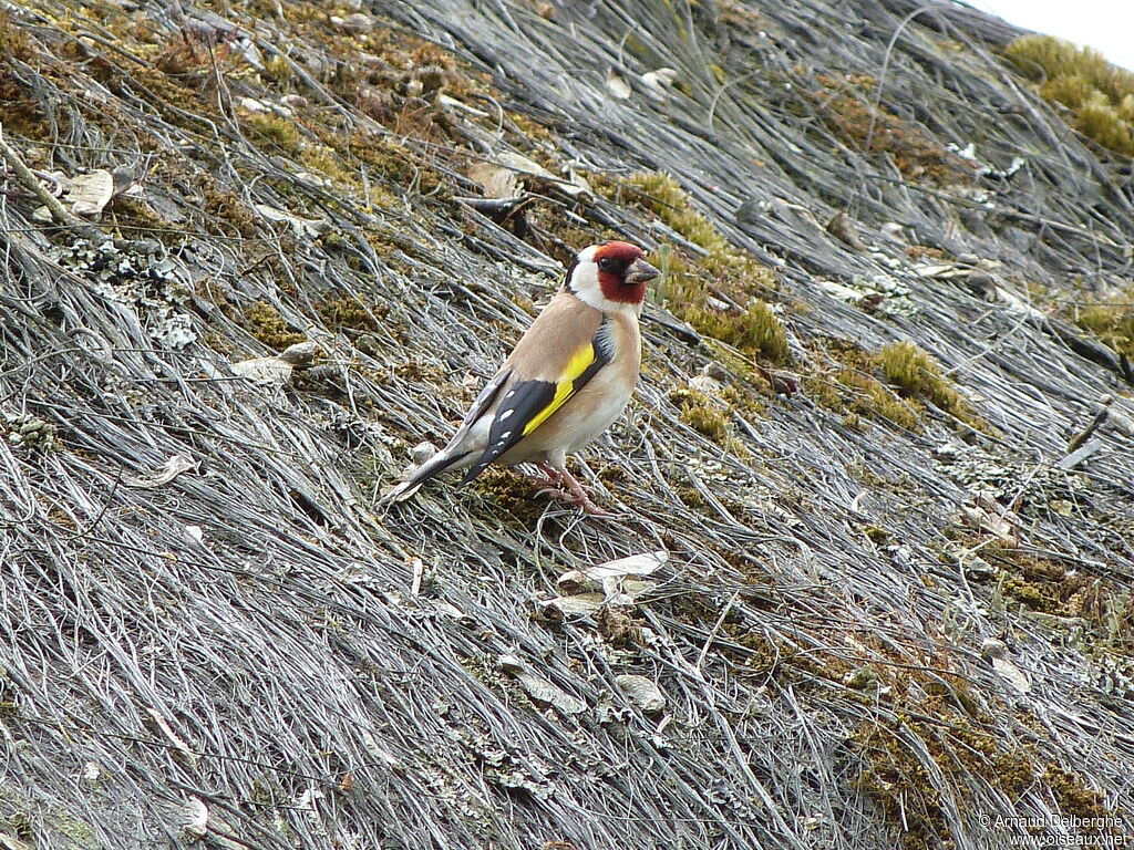 European Goldfinch