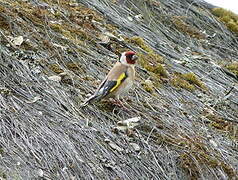 European Goldfinch