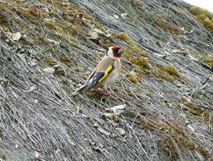 Chardonneret élégant