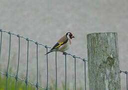 European Goldfinch