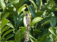 Chardonneret élégant