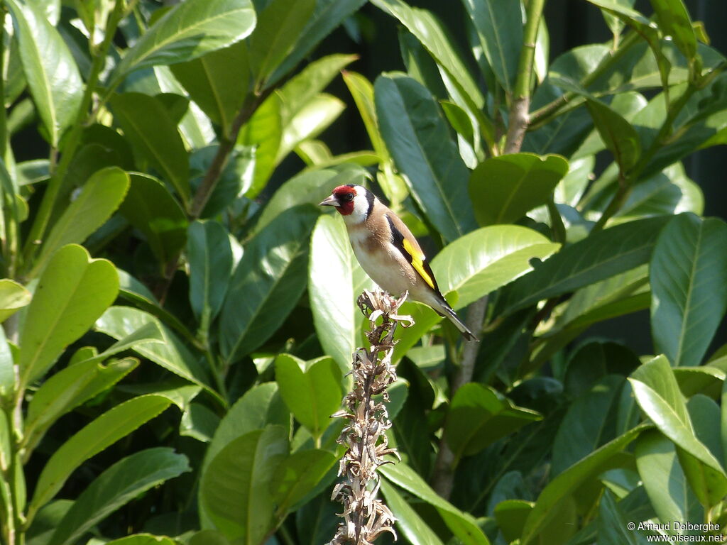 European Goldfinch