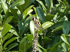 Chardonneret élégant