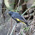 Chardonneret noir