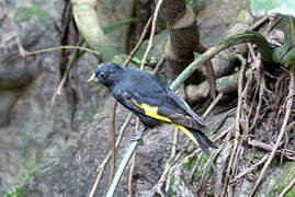 Black Siskin