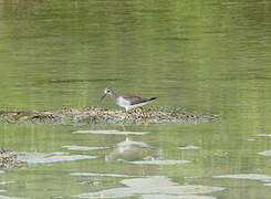 Lesser Yellowlegs