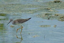 Lesser Yellowlegs