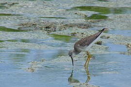 Lesser Yellowlegs