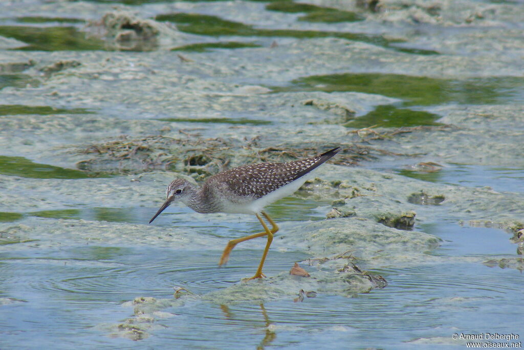 Lesser Yellowlegs