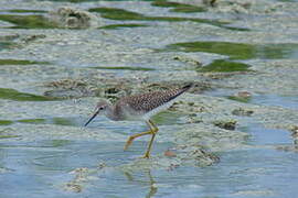 Lesser Yellowlegs