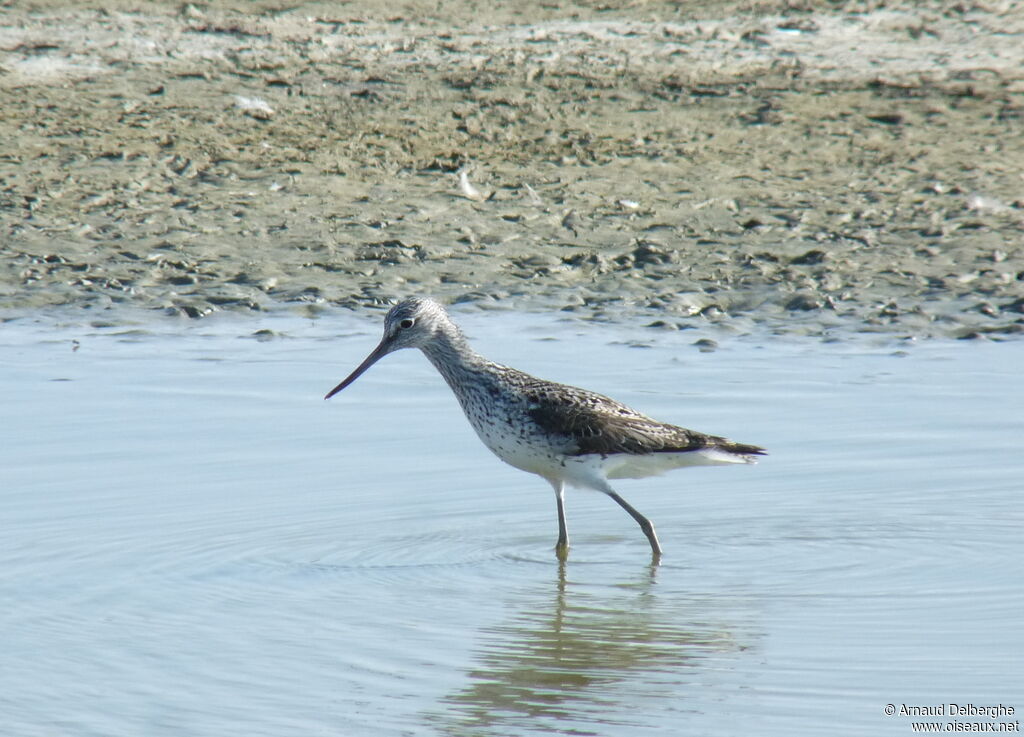 Common Greenshank