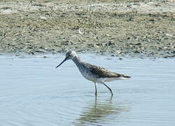 Common Greenshank