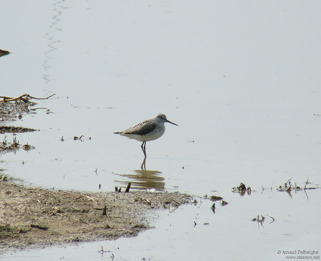 Common Greenshank