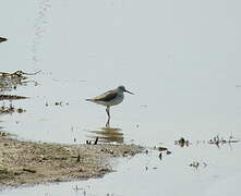 Common Greenshank