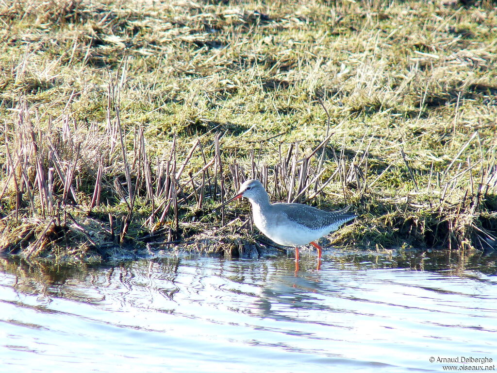 Spotted Redshank