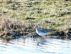 Spotted Redshank