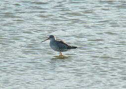 Spotted Redshank