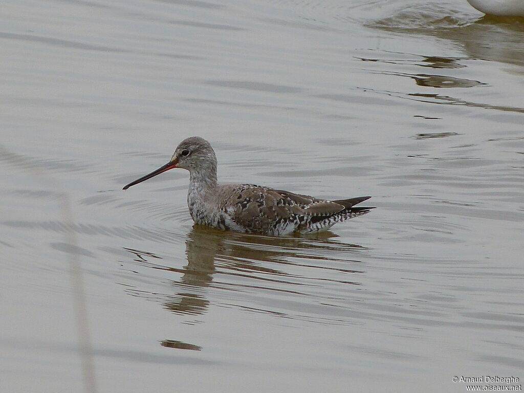 Spotted Redshank