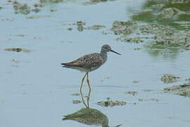 Greater Yellowlegs