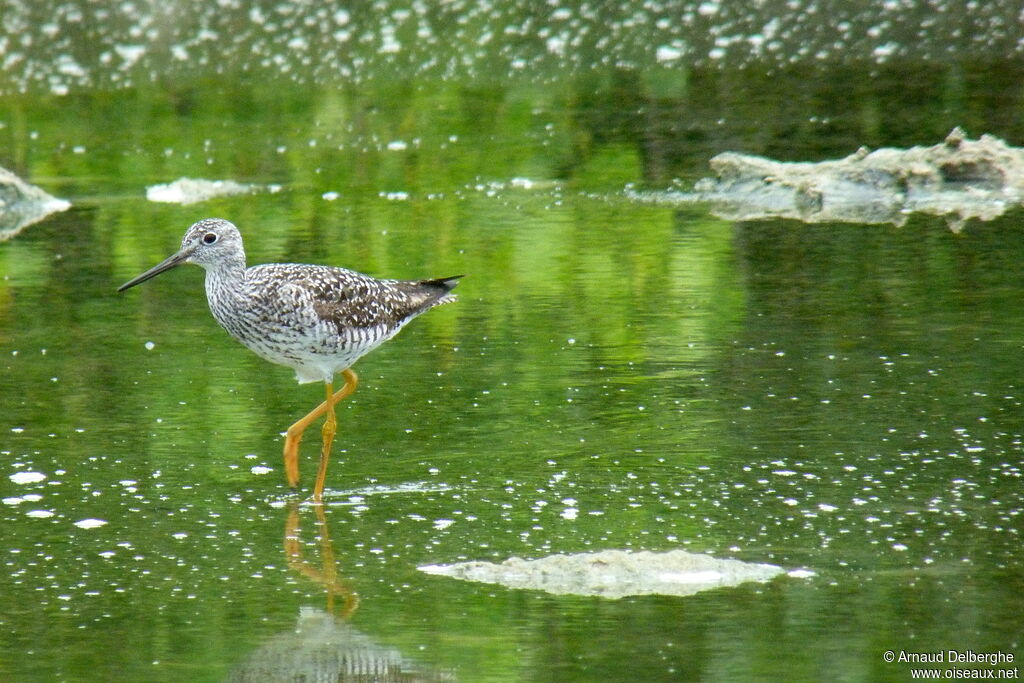 Greater Yellowlegs