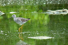 Greater Yellowlegs