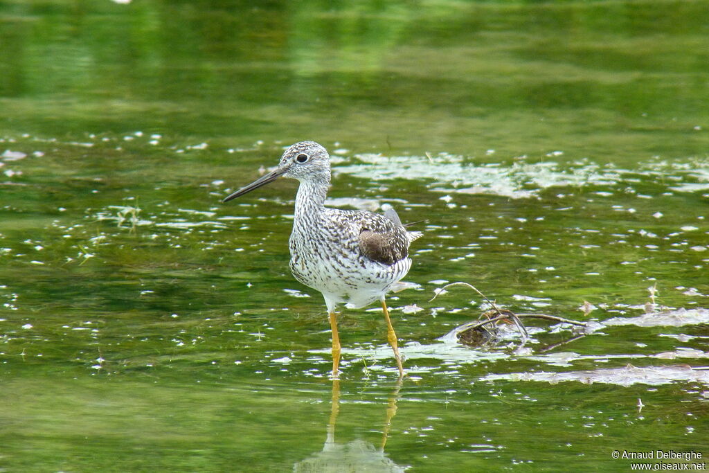 Greater Yellowlegs