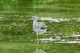 Greater Yellowlegs