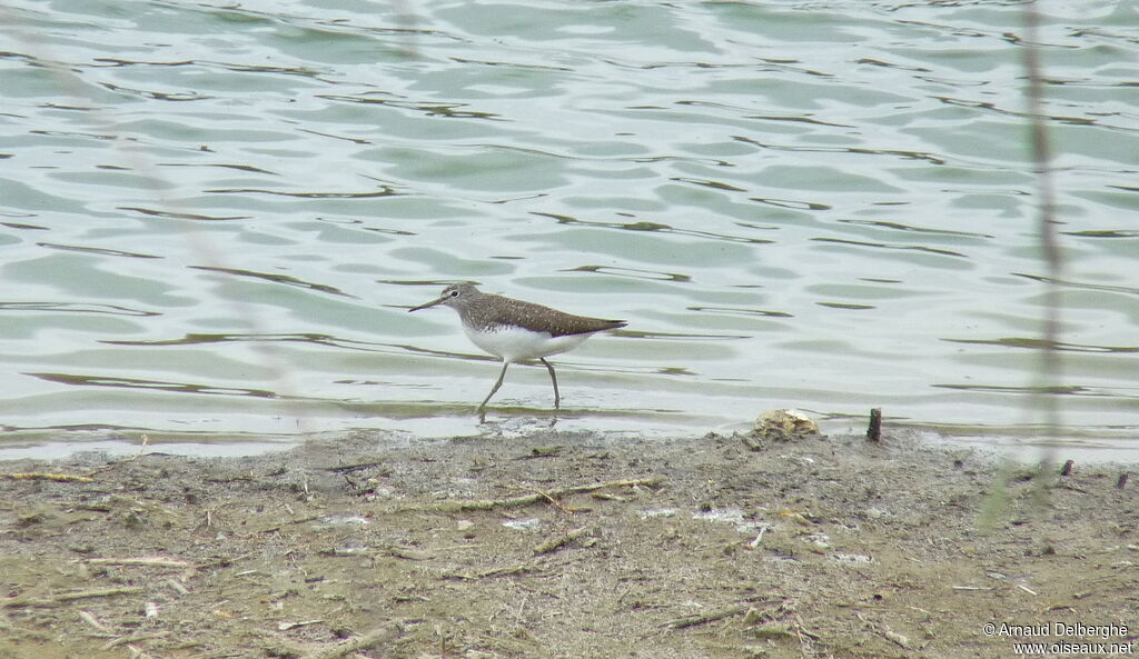 Green Sandpiper