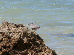 Wandering Tattler