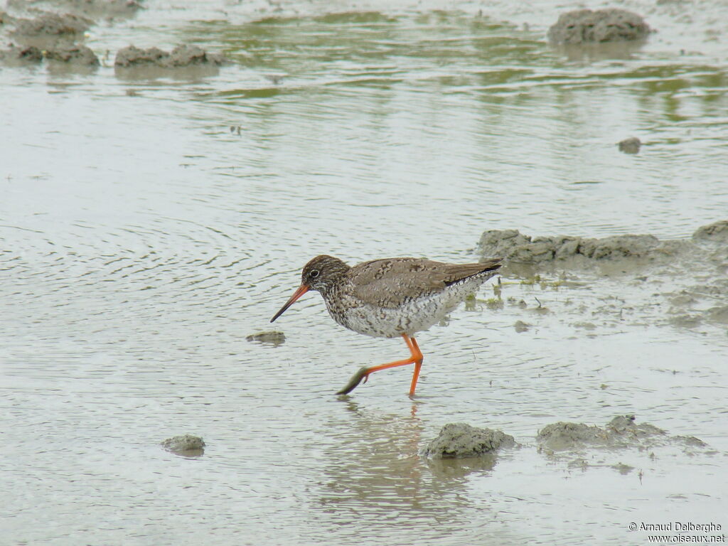 Common Redshank