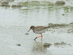 Common Redshank