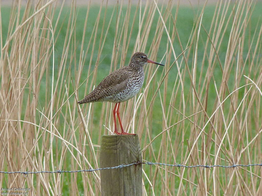 Common Redshankadult breeding, habitat