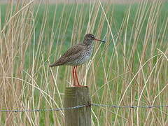 Common Redshank