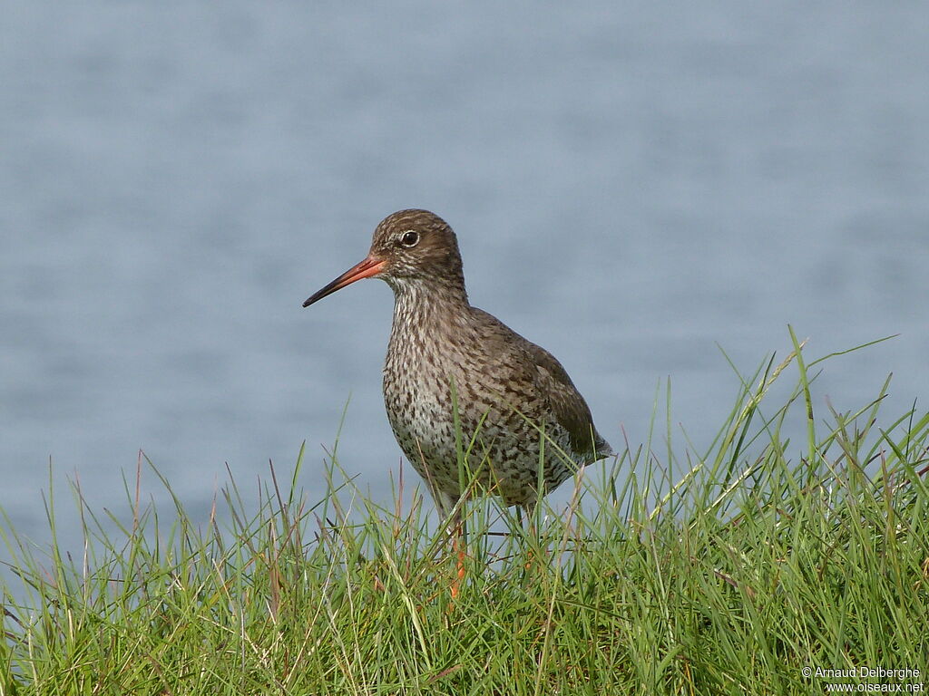 Common Redshank