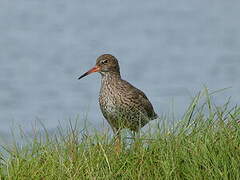 Common Redshank