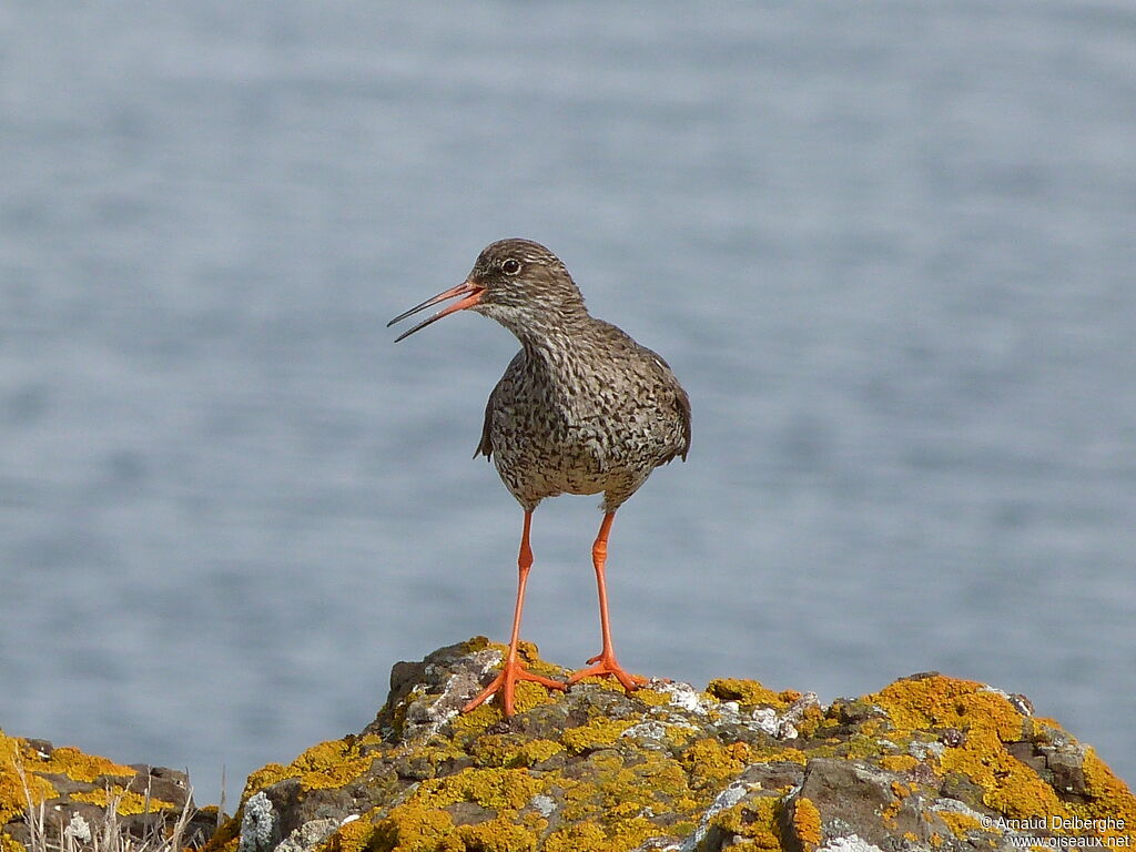 Common Redshank