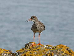 Common Redshank