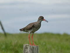 Common Redshank