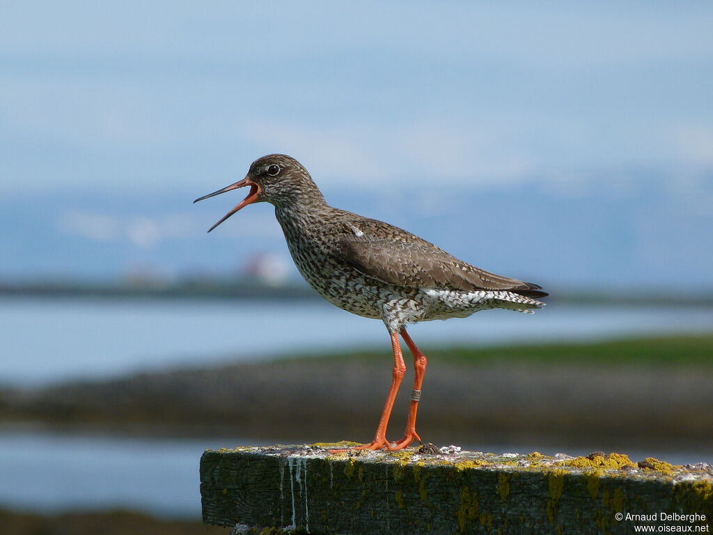 Common Redshank