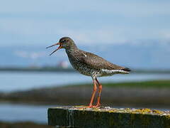 Common Redshank