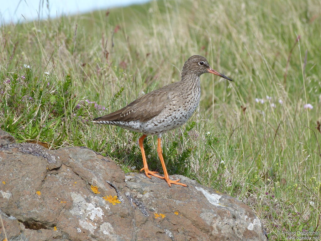 Common Redshank