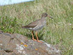 Common Redshank