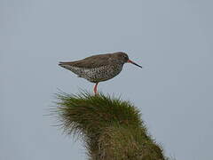 Common Redshank