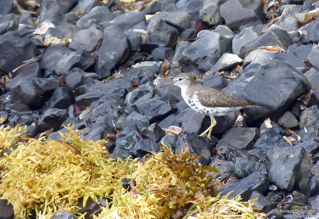 Spotted Sandpiper