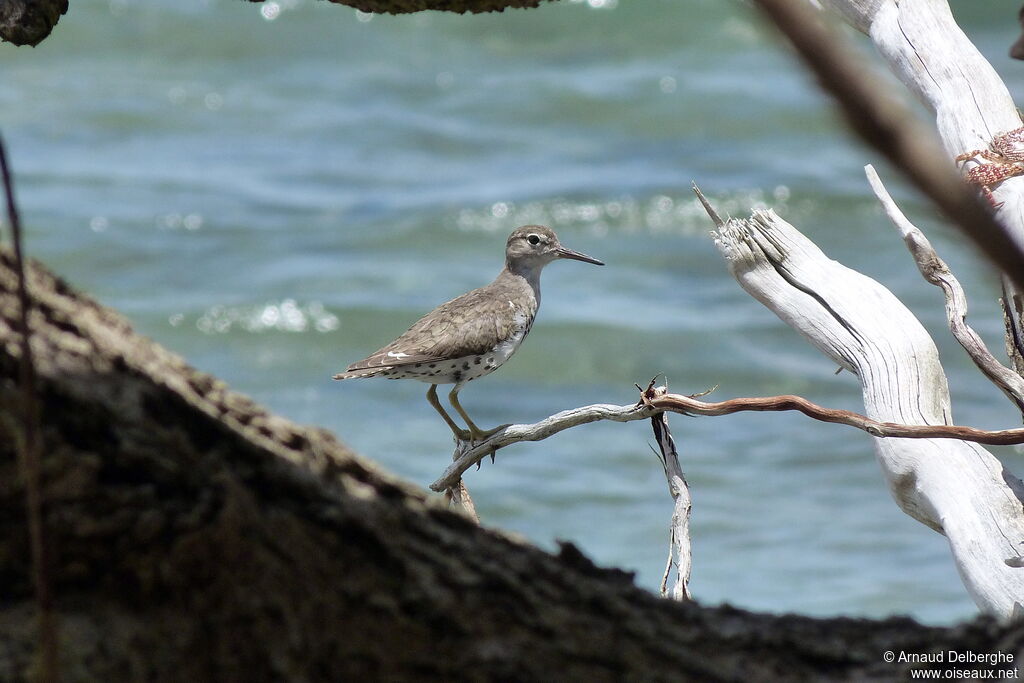 Spotted Sandpiper