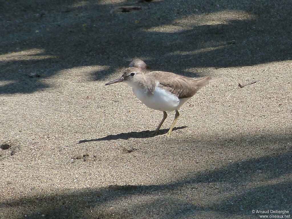 Spotted Sandpiper